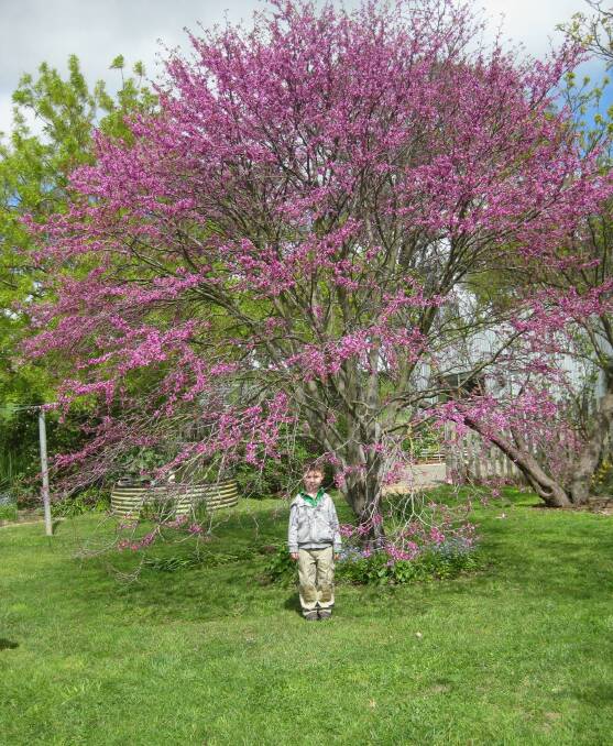 TREE HOUSE: Four-year-old Jack Curry under the spectacular Judas Tree at the home of his grandparents, John and Suzi Shaw. Photos supplied.