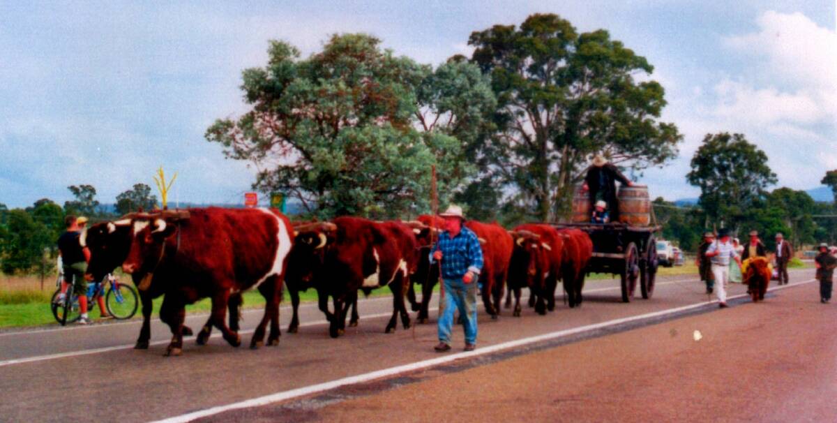 TIME FLIES, NO BULLOCK: It is 16 years since these 'beasts' wandered through Marulan. Photo: supplied