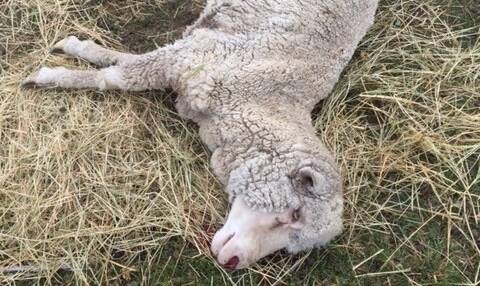 CRUELTY CHARGES: One of the sheep found dead or dying at Peter Reardon's Mountain Ash Road property in June last year. This photo was one of many supplied in a media release circulated by the RSPCA.