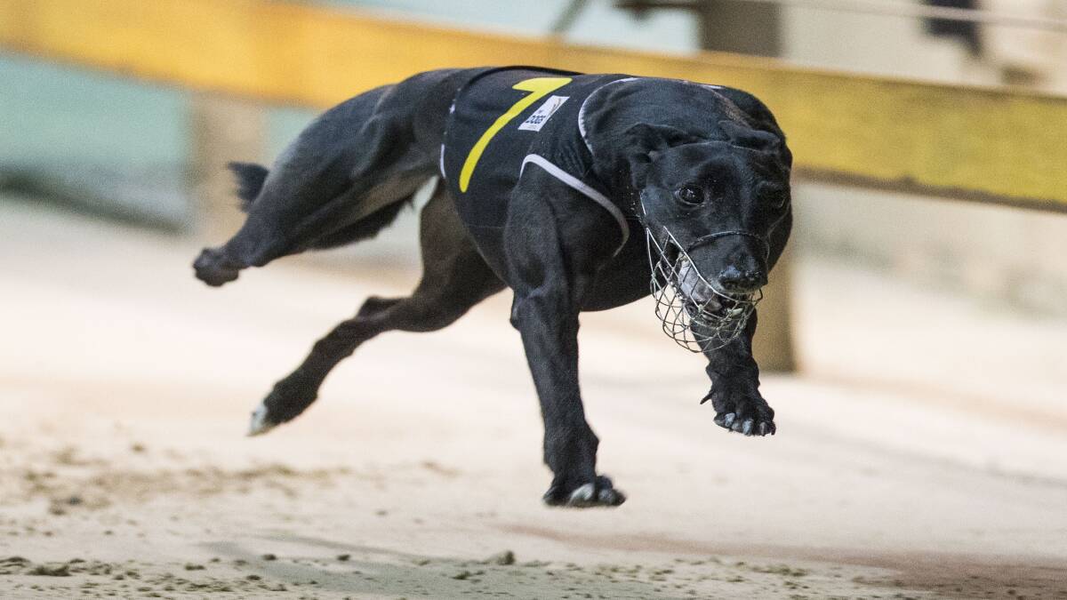 Recent Canberra Cup winner Champion Model headlines a bumper race card at Goulburn on Tuesday afternoon. Photo courtesy thedogs.com.au