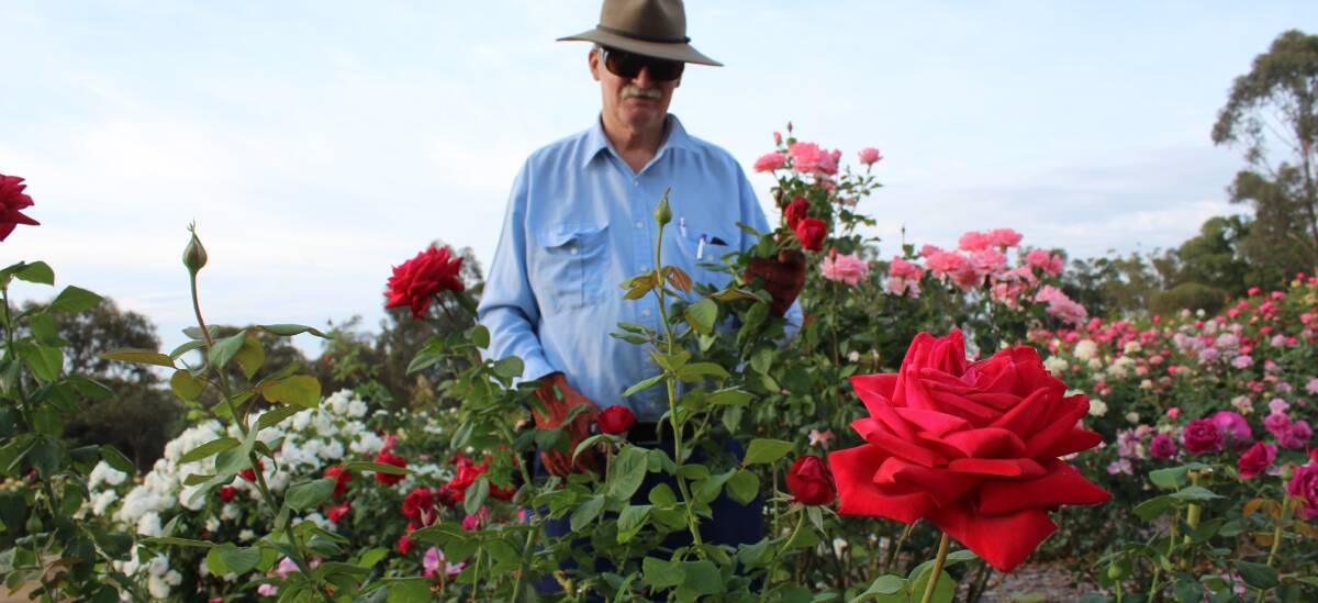 RICH REDS: John McCulloch admires a premium Victoria Park bloom prior to the March 2016 annual Rose Festival. Photo: Ainsleigh Sheridan