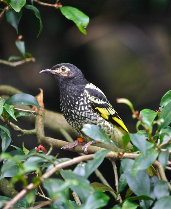 Regent Honeyeater: Learn the best vegetation to attract and support this endangered bird. Photo: George Adams
