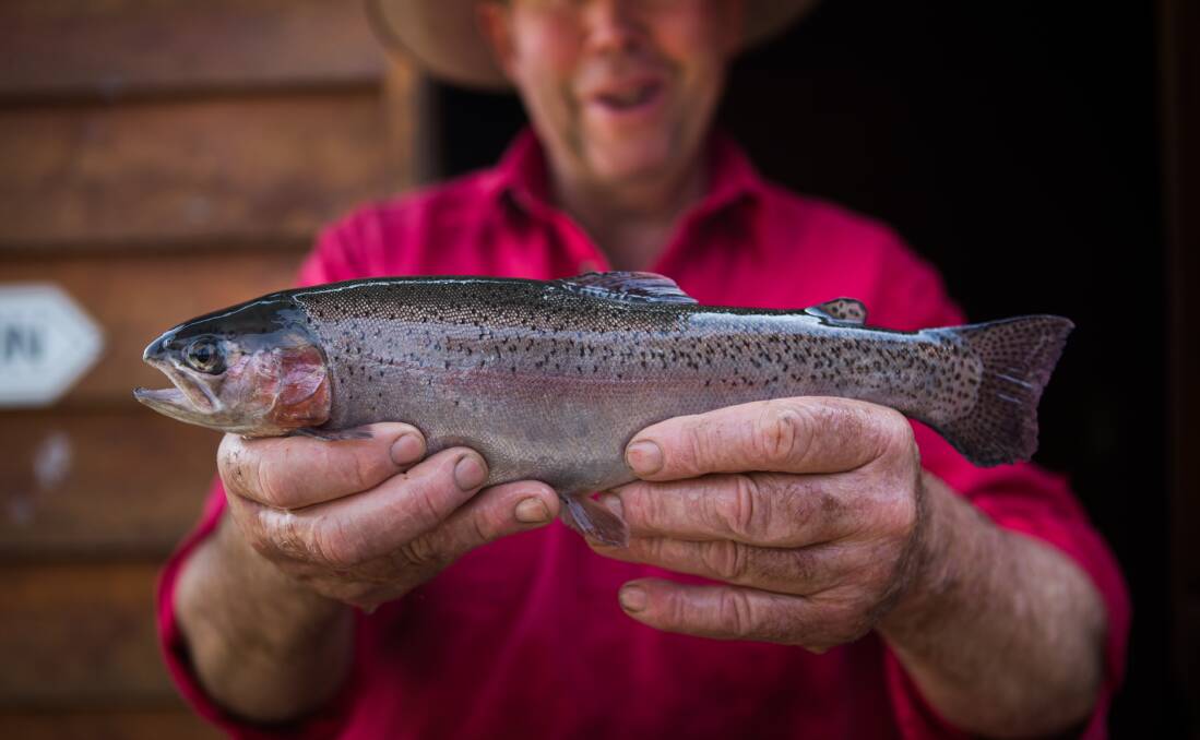JOBS: Australia need some specialised thinking to create different types of jobs, such as developing the biggest fish farms in the world. Photo: Simon Schluter