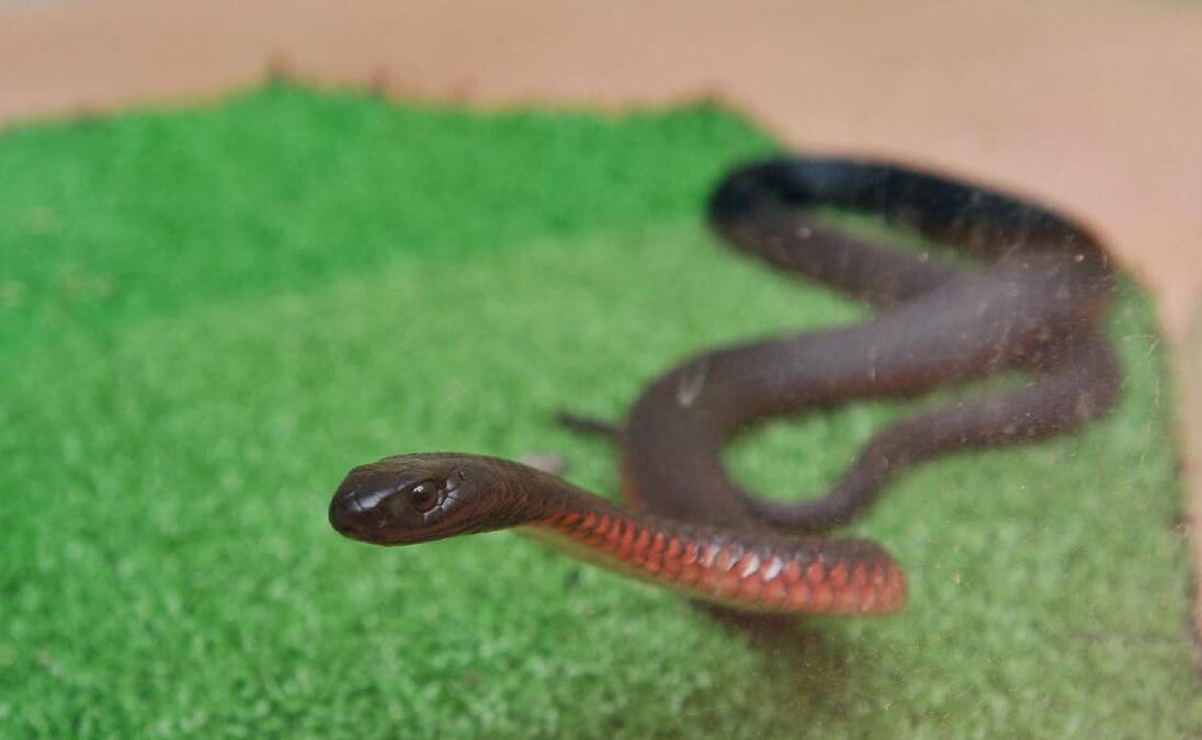 BEWARE: Snakes, such as this red belly black, are on the move in summer time, and a danger especially to children and animals. Photo: Alastair Brook
