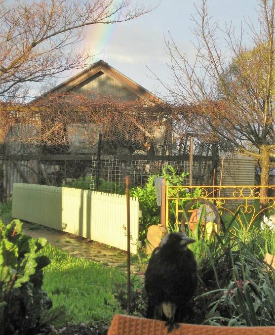 I CAN SING A RAINBOW: A wet and bedraggled juvenile magpie shelters from the rain, hoping the rainbow promises sunshine. Photos: supplied
