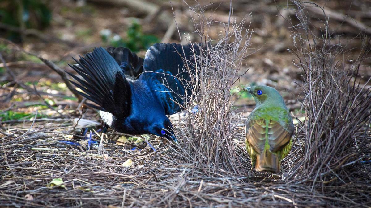 Males can't follow their instincts like bowerbirds in attracting a female mate, writes Ray. Photo: Brigitte Grant Photography