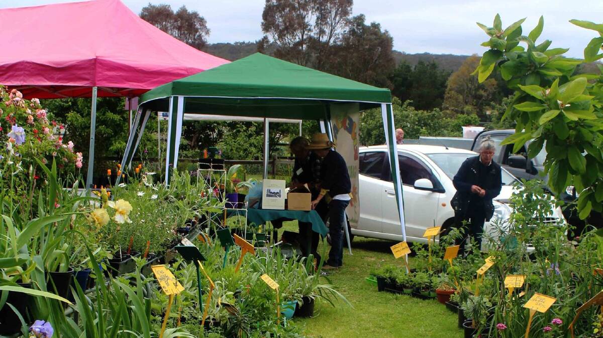 More than 500 visitors from far and wide came to the annual Riversdale Rare Plants and Gardeners Fair on November 5. There were wheelbarrow loads of plants sold with some stall holders selling out; talks and tours, all of which were well attended; and the Victorian Christmas displays, just beautiful. Photo: Ros Loftus
