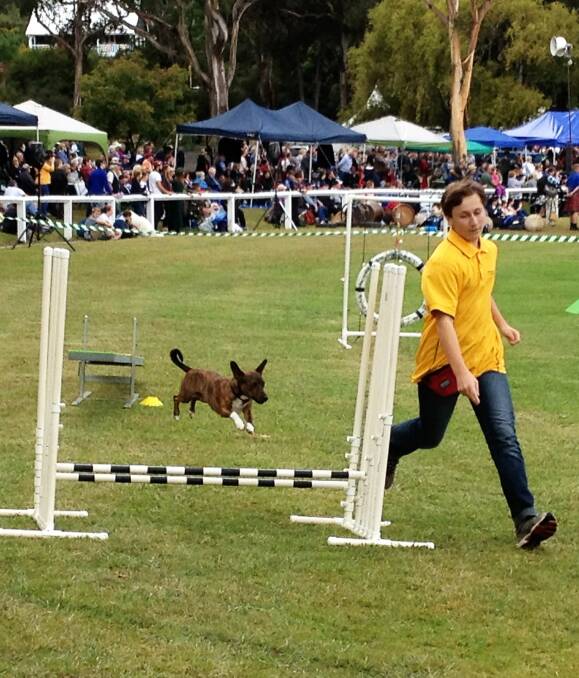 DOGGONE CLEVER: Indy and his owner, Goulburn High School student Graeme Fennamore, 16, competing at the National Dog Agility Championships in SA in an open class against others of 20+years experience. Photo: supplied