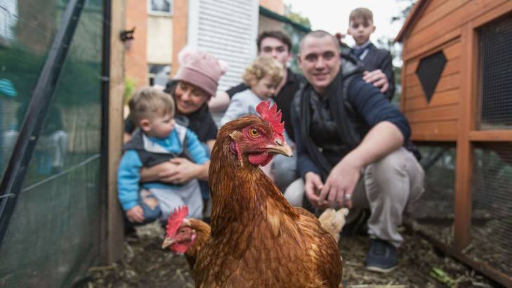 Feeling clucky: Kristy Barbara and Tom Kaiser with children Manu, Eloise, Tommy and Jude and two of the family's chickens. Photo: Cole Bennetts