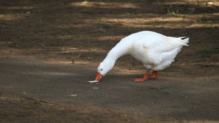 Ducks can get aggressive. Photo: Gene Ramirez