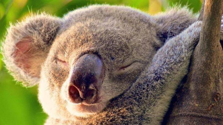 Koalas may be threatened by proposed changes to land clearing. Photo: Noosa Koala Sightings/Facebook