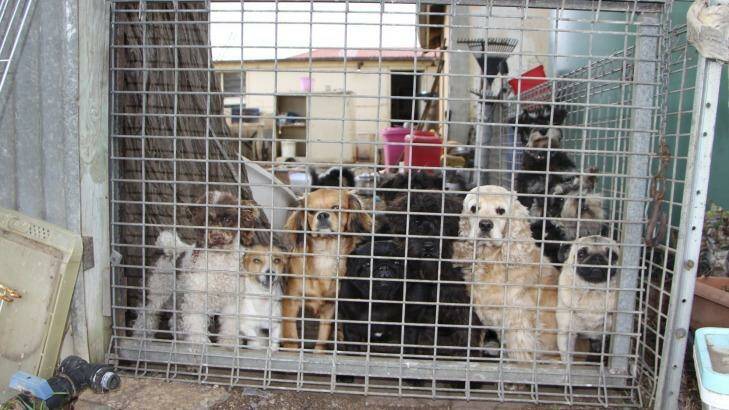A South Australian RSPCA puppy factory in Adelaide Hills, which was found to be selling dogs to a pet store backed by the industry's peak body PIAA. Photo: Supplied: Oscar's Law
