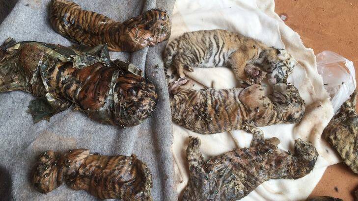 Remains of tiger cubs and a bear are laid out at the Tiger Temple in Thailand last June. Photo: Supplied