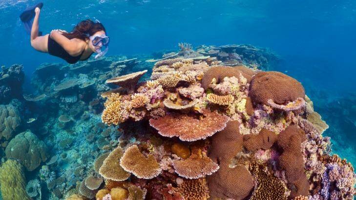 Holiday highlights: Snorkel in the Great Barrier Reef. Photo: Tourism and Events Queensland