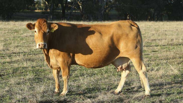 Celest the Limousin beef cow has been cloned and 17 embryos will soon be implanted into 17 surrogate cows. Photo: Elenor Tedenborg