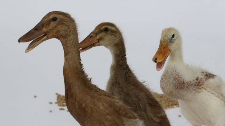 Ducks can be aggressive. Photo: Peter Rae