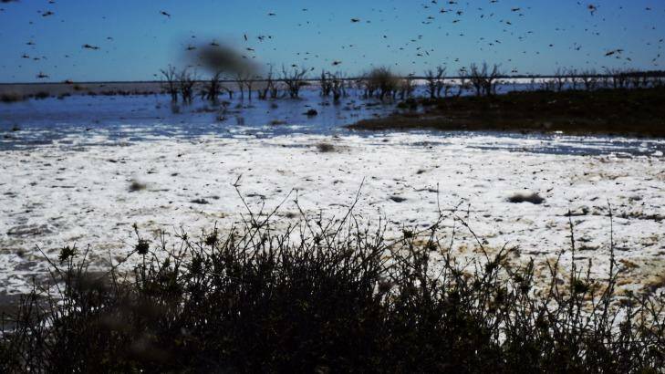 Millions of mosquitoes near the exploding waters flooding back into the Lake Menindee after record winter rains in western NSW.  Photo: Nick Moir