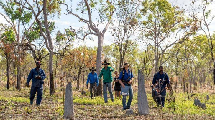 Olkola elders and land managers brothers Glen Kulka (left) and Hamish Kulka (right) and Allana Brown, Ecologist with Bush Heritage Australia searching for possible nests. Photo: Penny Stephens