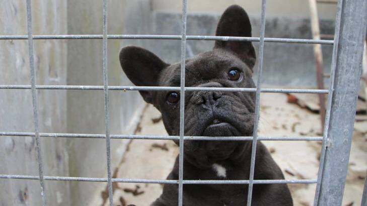Dogs from the Adelaide puppy factory were funnelled to pet stores. Photo: photos@smh.com.au