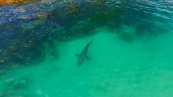 A trial of aerial drones, such as the one that spotted this shark at Port Stephens in August, will run until January 29.   Photo: Hover UAV