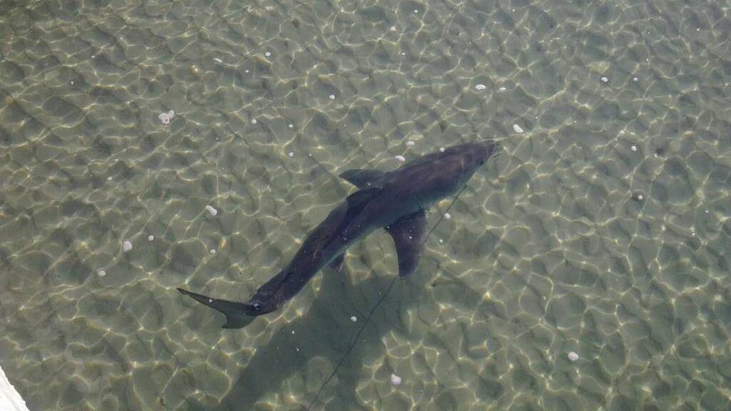 Pics of the shark, believed to be a mako, swimming into Dalmeny Lake....