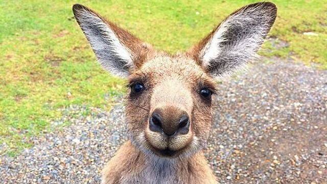 Posted on Twitter by shawry17 - "Literally the #cutest #roo!!"