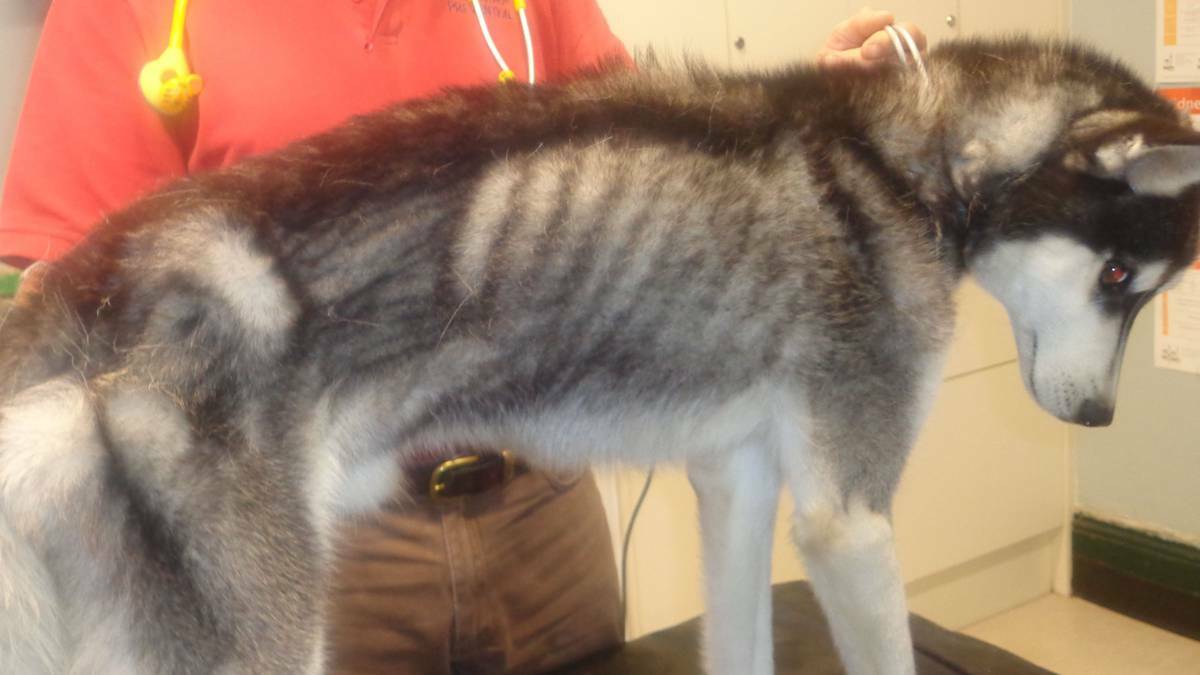GOULBURN: A husky found in a Goulburn backyard was emaciated and dehydrated and down to half it's typical weight, the RSPCA said in court this week.