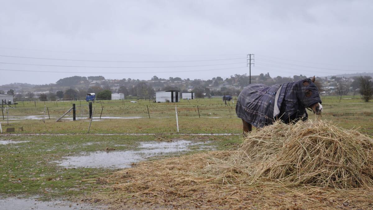 A horse focussed on eating hay in water logged Eastgrove. Photo Louise Thrower. 