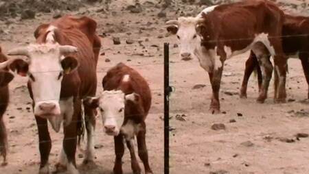 Emaciated cattle photographed on the Goulburn property in February 2014. Photo: RSPCA 