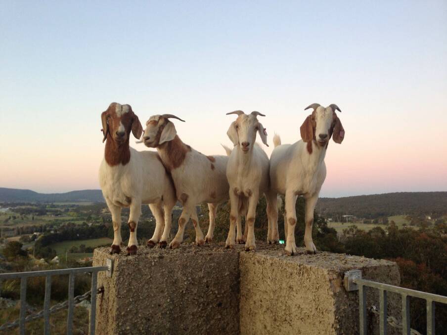 DINGLE is famous for its wild dolphin, Phillip Island has its fairy penguins and now Goulburn has its Rocky Hill goats. Yes, wild goats have called Rocky Hill their home and like apparitions they seem to appear at various places on the hill at around sunset each evening. (Photo Tash Burleigh)