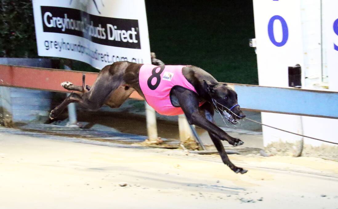 VICTORY: 'Cleanser' (pictured) looks a decent chance to score an important victory at Tuesday’s Goulburn Greyhound Racing Club meeting at the Goulburn Recreation Area (Showground) on Braidwood Rd.