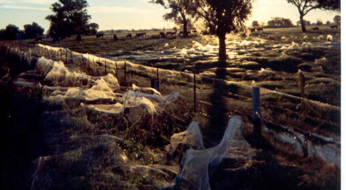 ANGEL HAIR: This photo taken of paddocks in Albury shows the extent of ‘spider rain’. Photo supplied by Keith Basterfield.