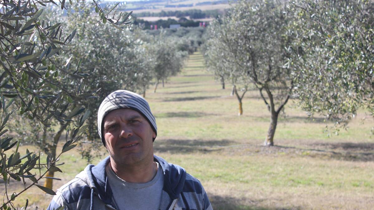 
HAPPY: Farm manager of the Fedra Olive Grove, Thanasis Kadditis is pleased that increased rainfall levels have helped to boost this year’s olive harvest, which started this week