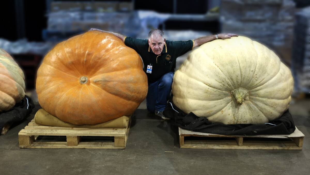 
 GIANT AMONG MEN: One of Joe Medway’s many talents was growing giant pumpkins, which earned him the tag ‘Pumpkin Joe’ and a swag of Show awards.

Mr Medway passed away on Sunday.
