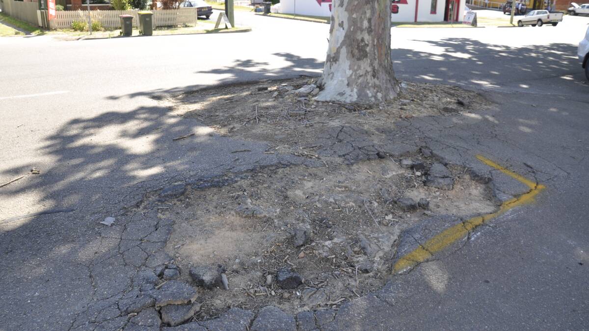  URBAN CURSE: Car dealership owner-manager Kieran Davies says an avenue of plane trees is causing extensive damage to infrastructure and flooding. He will pay for their replacement