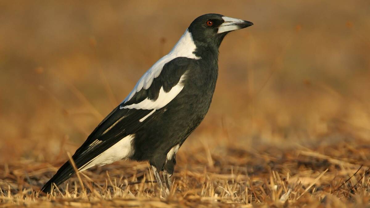 DOING FINE LOCALLY: The Australian Magpie. Photo by Dean Ingwersen. 