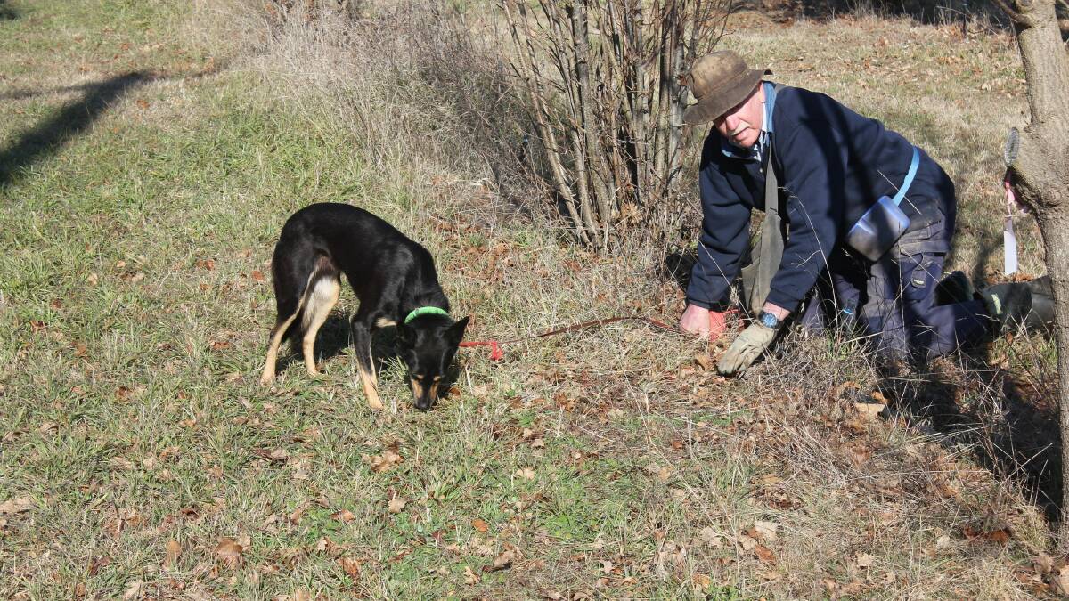HARD WORK: Denzil Sturgiss gets down on his hands and knees to search for a truffle under the ground which his dog Lily (left) has just managed to sniff out 