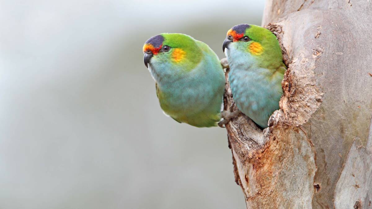 ON THE DECLINE: The Purple-crownded Lorikeet. Photo by Chris Tzazos.