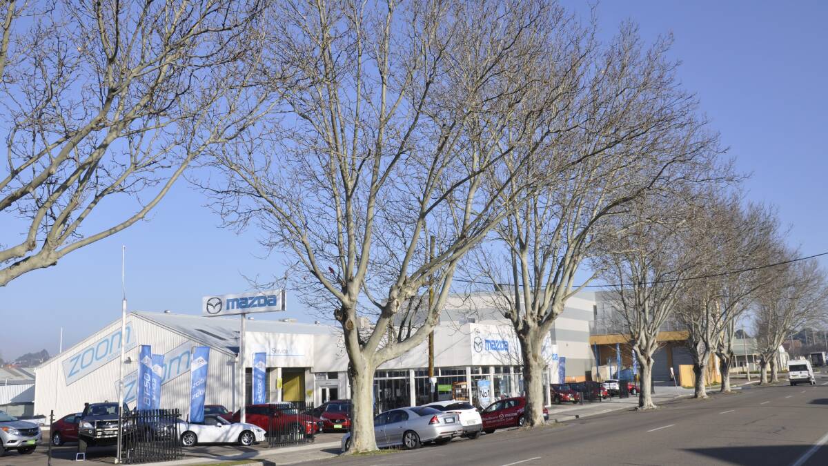 PLANE SIMPLE: Dealer principal of Goulburn Mazda Kieran Davies wants Council to remove a row of plane trees on the southern side of Bradley St. He claims the roots are penetrating stormwater drainage, causing annual flooding of his premises.