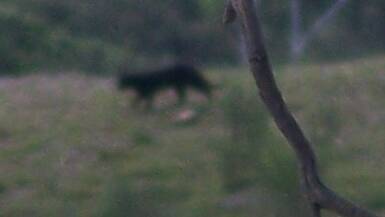 Close up of the photo Ruth Gulson took of the mysterious animal.