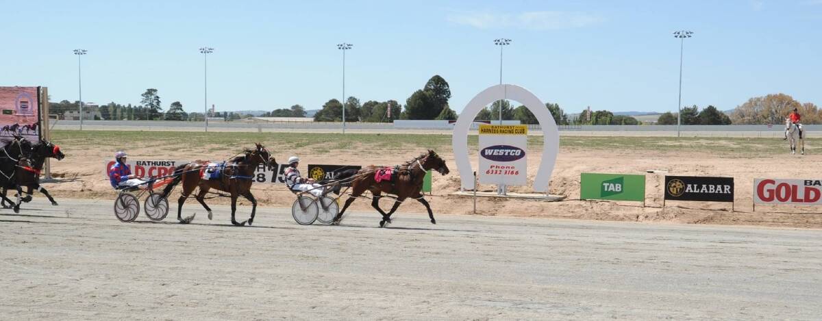 Holm Three won at Bathurst last Sunday.  She is trying to win her 5th race in success at Goulburn. Photo: Harness NSW