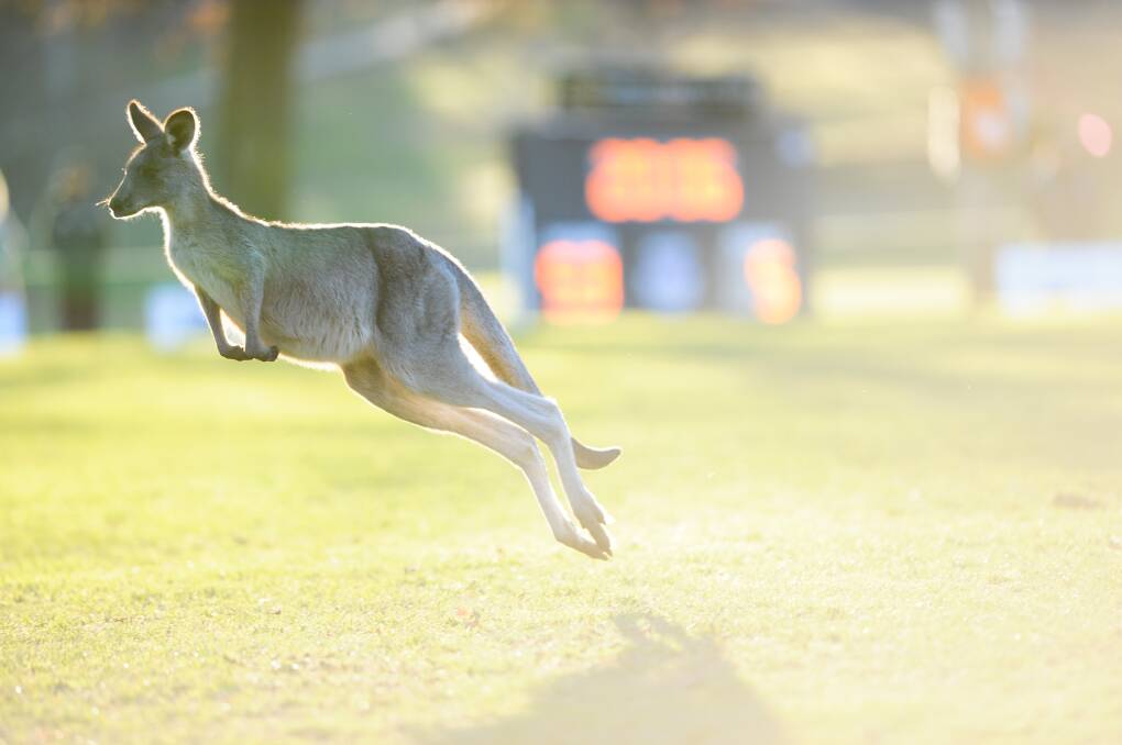 A kangaroo makes a cameo appearance at at David Campese Field on Saturday. Photo: Elesa Kurtz