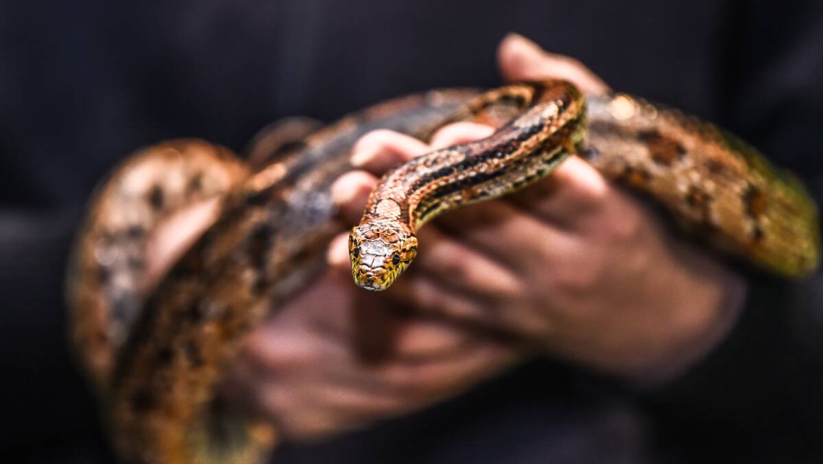 A corn snake. Photo:  Justin McManus.