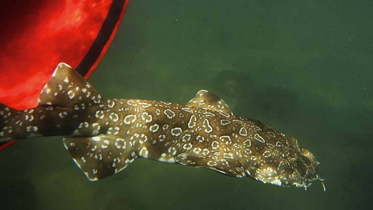 The lifesavers did not know what the breed was but said it looked like a wobbegong.