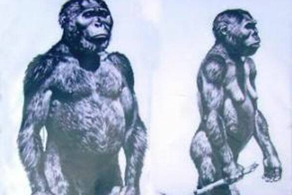ANCESTORS: An artist’s impression of what the Australopithecine, or ‘Yowie’ may have looked like.  