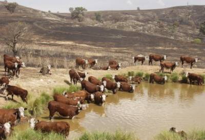 SAFE: None of 'Jessmondeen's' 600 cattle were burnt in the fire that razed almost 500ha of the property's grazing land on New Year's Day. This picture shows the beasts milling around a dam while surrounded by blackened paddocks. Photo: Leon Oberg