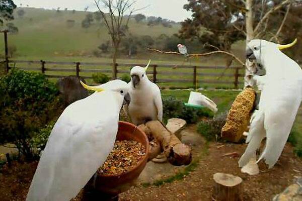 FEATHERED FRIENDS: The antics of galahs and white cockatoos are being streamed around the world thanks to local lady Kim Peachey who has set up a webcam in the backyard of their family house just out of Goulburn.