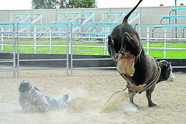 BUCKLED: Ben Tangye is upended at the Ben Jones Junior Bull Riding Development School. Photo: Darryl Fernance.