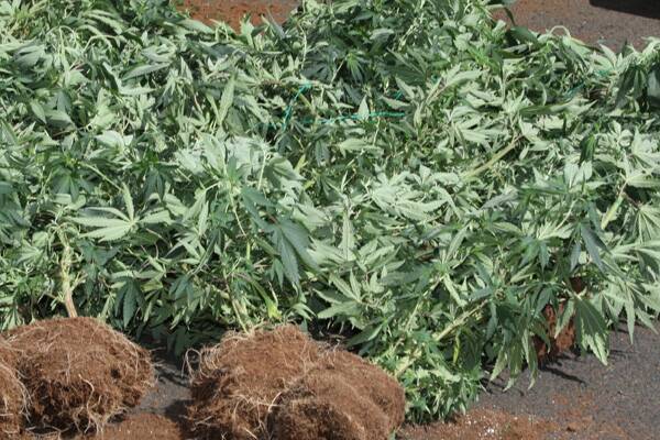 Police allegedly discovered 541 cannabis plants, with an approximate street value of $1,082,000 in their bust of a property north of Bigga near Goulburn.  FILE PHOTO.