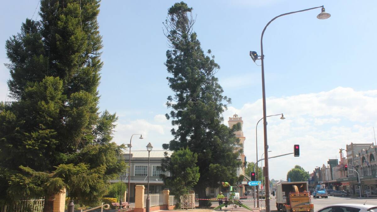  TOP HEAVY: The pine tree at the edge of Belmore Park has a rather worrying lean. 